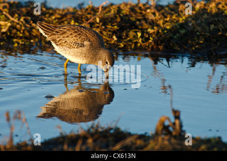 USA, Ohio, Baskett Slough National Wildlife Refuge, long bec (Limnodromus scolopaceus) Banque D'Images