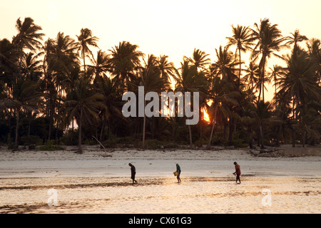 Les hommes africains locaux recueillir les fruits de mer sur la plage à marée basse, Bwejuu, Zanzibar Afrique Banque D'Images