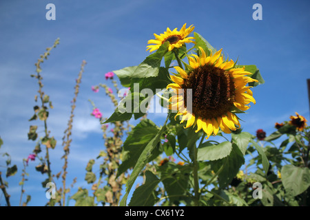 Tournesols sur île Monhegan, Maine Banque D'Images