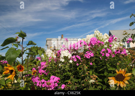 Des fleurs sur l'île Monhegan, Maine, maisons en arrière-plan Banque D'Images