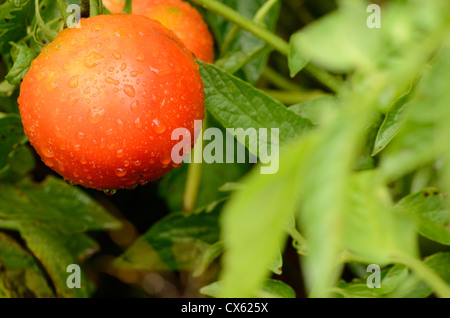 Les tomates rouges sur la dans de la pluie. Banque D'Images