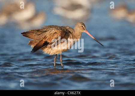 La Barge marbrée (Limosa fedoa) se nourrissant dans Laguna Madre, Texas Banque D'Images