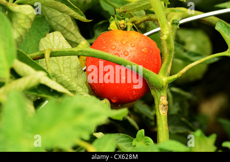 Les tomates rouges sur la dans de la pluie. Banque D'Images