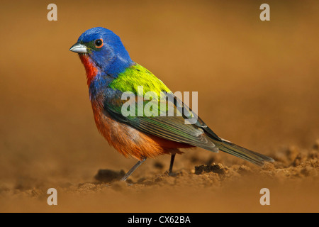 (Passerina ciris Painted Bunting) mâle adulte à un étang du sud du Texas Banque D'Images