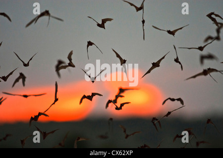 Les chauves-souris à queue libre mexicain (Tadarida braziliensis) émergeant de Frio Bat Cave, Concan, Texas, au coucher du soleil, Avril Banque D'Images