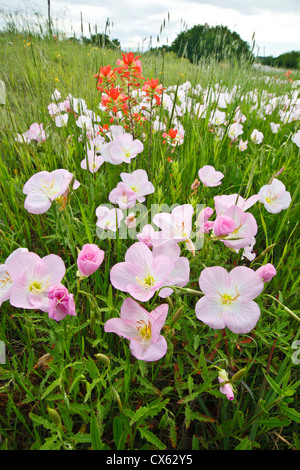 Pink l'onagre (Oenothera speciosa) et indian paintbrush (Castilleja indivisa) sur la route du nord du Texas Banque D'Images