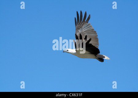 Vol de l'Aigle de mer à ventre blanc Banque D'Images