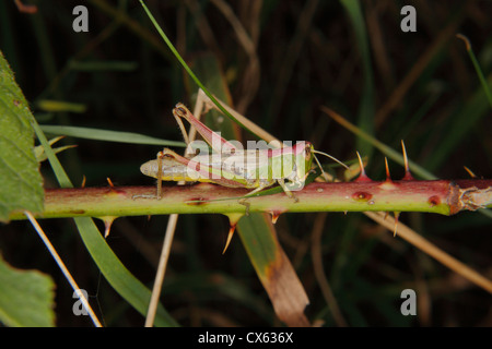 Chorthippus parallelus sauterelle (champ) sur une feuille Banque D'Images