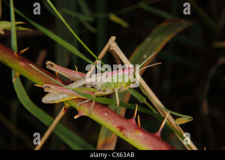 Chorthippus parallelus sauterelle (champ) sur une feuille Banque D'Images
