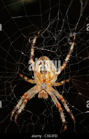 Jardin araignée européenne (Araneus diadematus) dans leur cobweb Banque D'Images