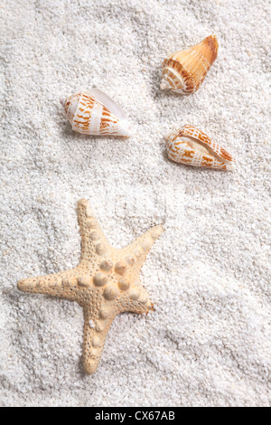Trois coquilles de mer et l'étoile de mer sur le sable blanc Banque D'Images