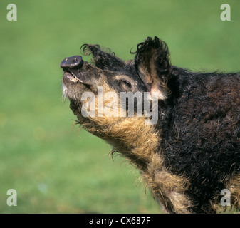 Cochon laineux Mangalitza, porc (Sus scrofa domestica), avalez-bellied variété Banque D'Images