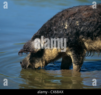 Cochon laineux Mangalitza, porc (Sus scrofa domestica), avalez-bellied variété Banque D'Images