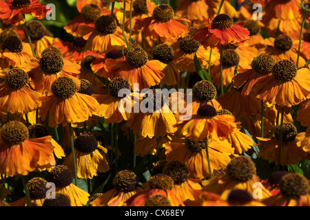 Helenium (Sahin's Early Flowerer) fleurs dans le soleil Banque D'Images