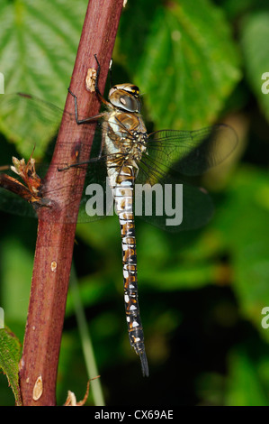 Hawker migrants - Libellule Aeshna mixta femme adulte Banque D'Images