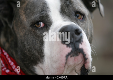 American Bulldog Banque D'Images