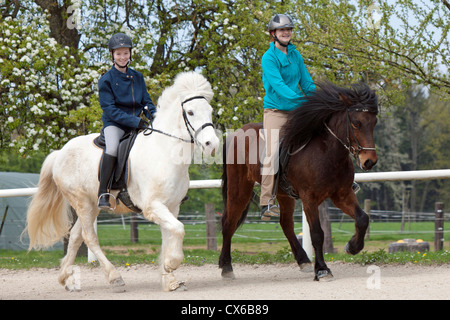 Cheval islandais Banque D'Images