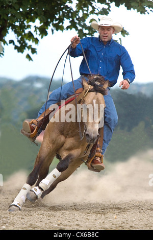 Quarterhorse, American Quarter Horse avec rider dans un galop tout en effectuant le reining Banque D'Images