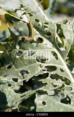 En raison de dommages aux feuilles papillon blanc du chou peut être contrôlé par la lutte biologique avec les guêpes Banque D'Images