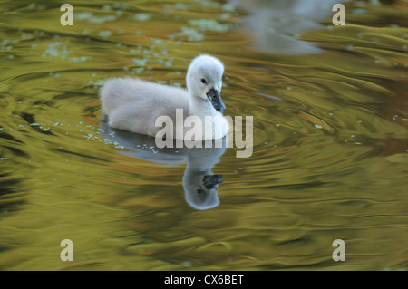 Cygne muet Banque D'Images