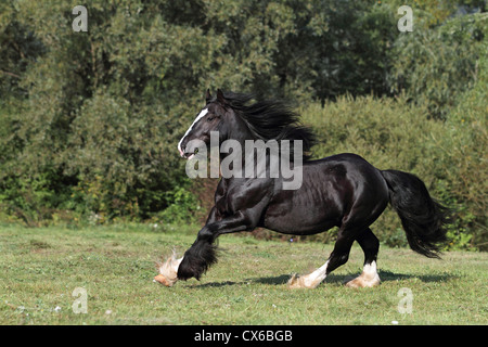 Gypsy Vanner Cheval, Tinker Banque D'Images