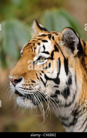 Portrait de tigre Banque D'Images