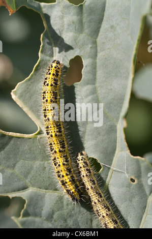 En raison de dommages aux feuilles papillon blanc du chou peut être contrôlé par la lutte biologique avec les guêpes Banque D'Images