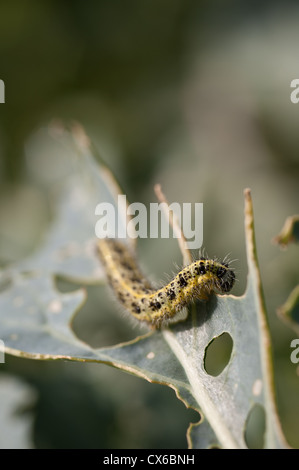 En raison de dommages aux feuilles papillon blanc du chou peut être contrôlé par la lutte biologique avec les guêpes Banque D'Images