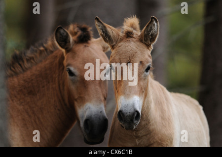 Cheval sauvage d'Asie Banque D'Images