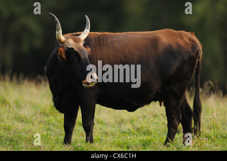 aurochs Banque D'Images