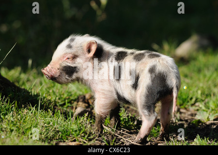 Vietnamese pot-bellied pig Banque D'Images