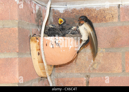 Alimentation avaler dans un nid de poussins en terre cuite. Banque D'Images