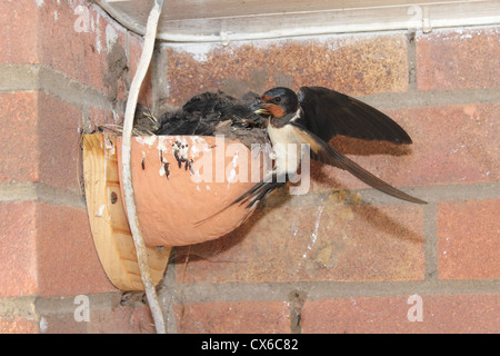 Alimentation avaler dans un nid de poussins en terre cuite. Banque D'Images