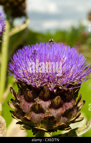 Le cardon, Cynara cardunculus var. scolymous ou chardon, artichaut, un candidat pour la matière première du biodiesel Banque D'Images