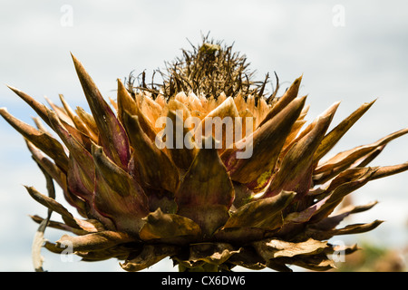 Le cardon, Cynara cardunculus var. scolymous ou chardon, artichaut, un candidat pour la matière première du biodiesel Banque D'Images