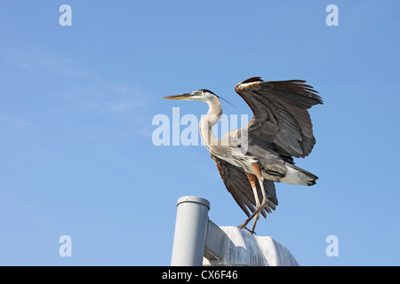 Grand héron avec ailes déployées près de Sarasota, Floride Banque D'Images