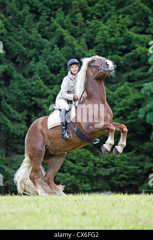 Noriker cheval Banque D'Images