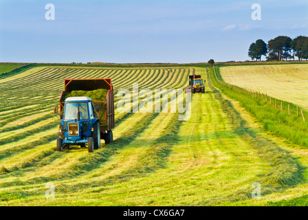 Des rayures en champ produit par la récolte d'herbe près de Hay Persil Derbyshire Peak District England UK Banque D'Images