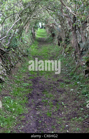 Neolithic chemin menant à Ballynoe Stone Circle, la péninsule de Lecale, comté de Down, Irlande du Nord Banque D'Images