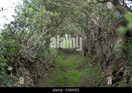 Neolithic chemin menant à Ballynoe Stone Circle, la péninsule de Lecale, comté de Down, Irlande du Nord Banque D'Images