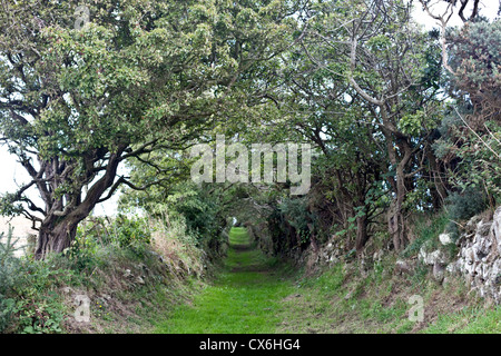 Neolithic chemin menant à Ballynoe Stone Circle, la péninsule de Lecale, comté de Down, Irlande du Nord Banque D'Images