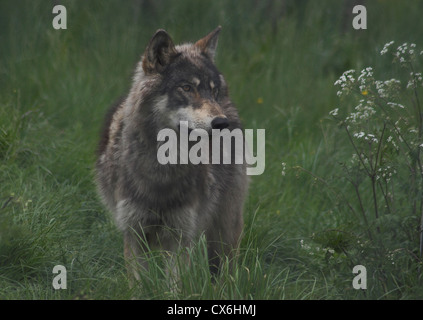 Le nord-ouest de wolf debout dans l'herbe Banque D'Images