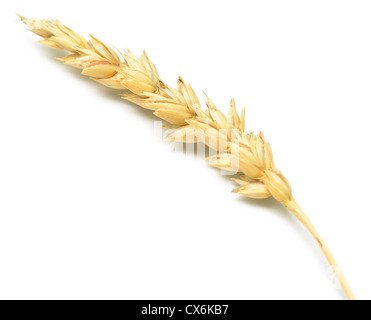 Épi de blé isolated on white Banque D'Images