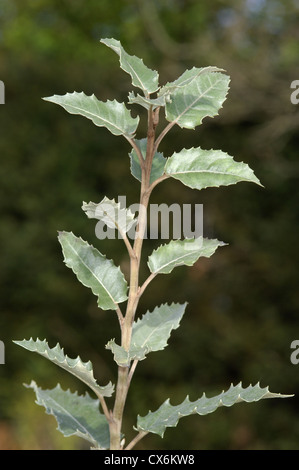 Olearia macrodonta Holly de Nouvelle-Zélande (Compositae) Banque D'Images