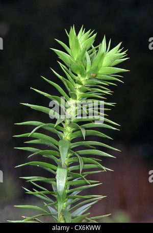 Monkey-puzzle (Chili) Pins Araucaria araucana (Araucariaceae) Banque D'Images