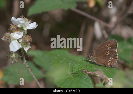 (Un papillon Aphantopus hyperantus). West Sussex, UK. Juillet. Banque D'Images