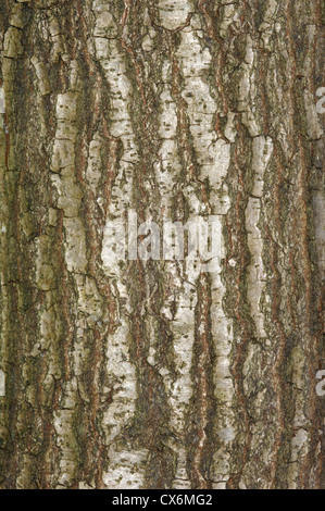 Ou pédonculé Quercus robur chêne anglais Fagaceae Banque D'Images