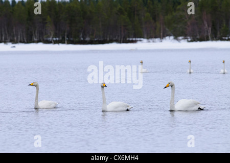 Groupe de cygnes chanteurs la baignade dans un lac avec de la neige sur la rive Banque D'Images