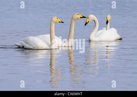 Groupe de cygnes chanteurs la natation dans un lac à nice douce soirée light Banque D'Images