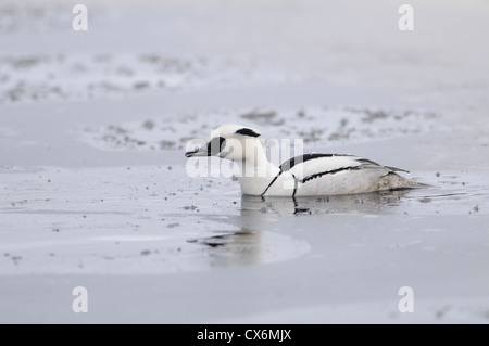 Trelk mâle après une plongée dans un lac gelé Banque D'Images
